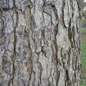 Corylus colurna ecorce
